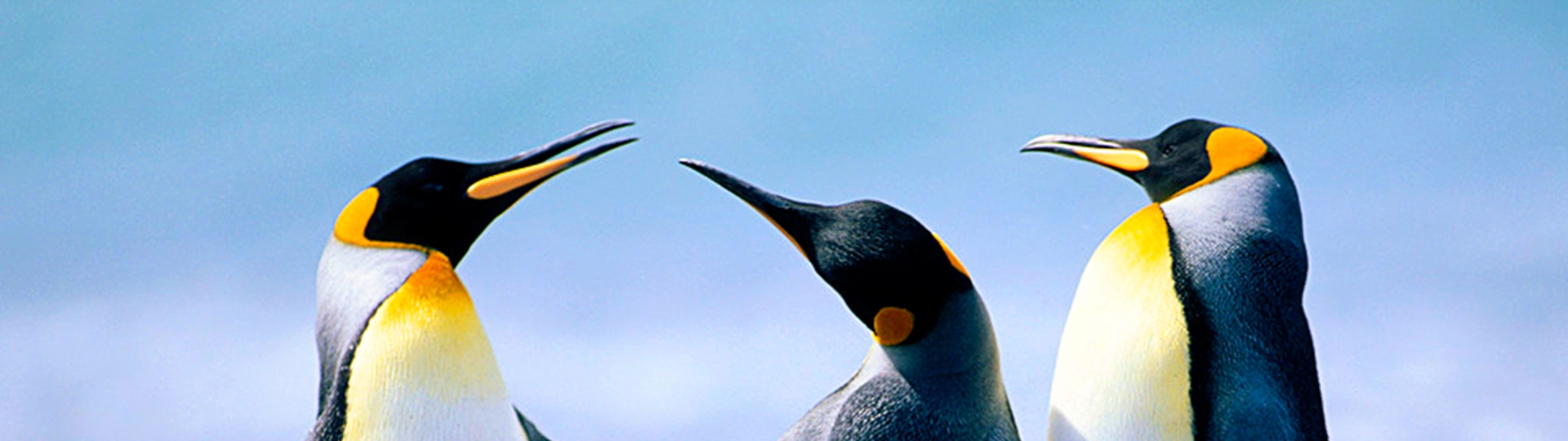 Penguins